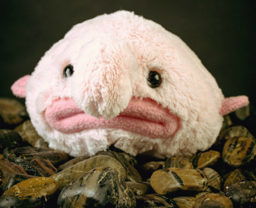 Stuffed Blobfish